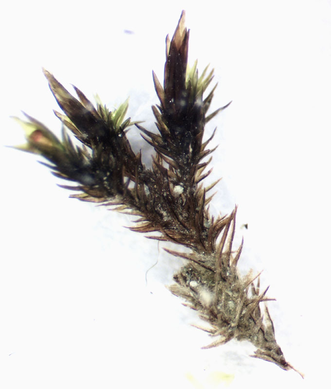 Schistidium liliputanum